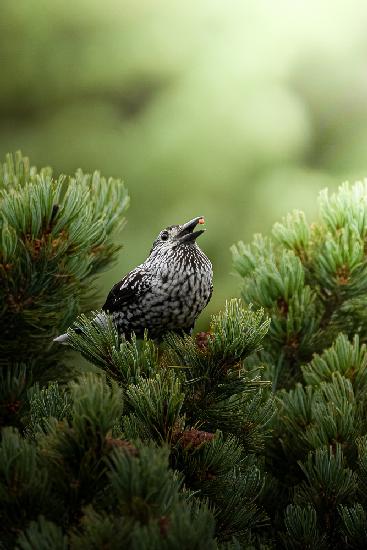 Lunchtime at Spotted nutcracker