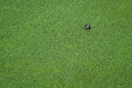 Corn field