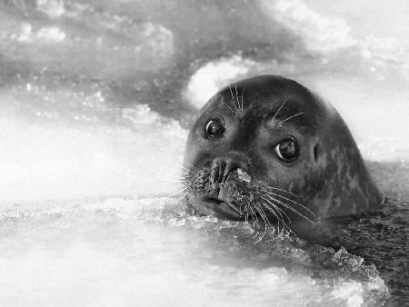 young seal