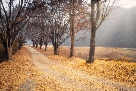 In the middle of autumn