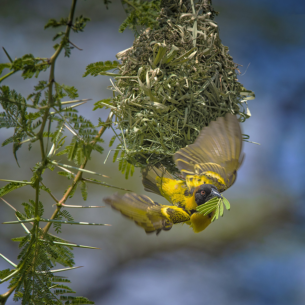 Yellow Weaver Finch à Hua Zhu