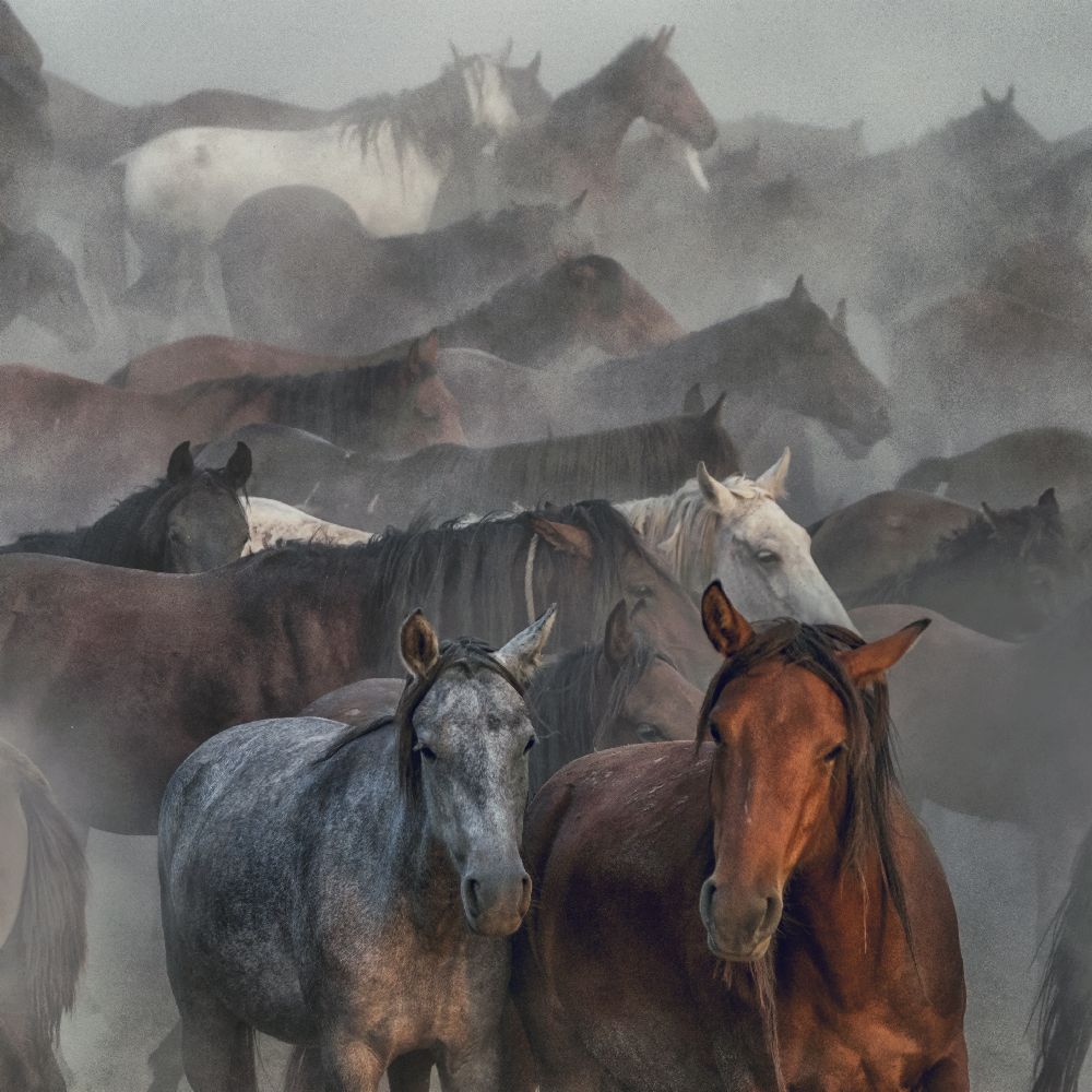 Two Horses à Hüseyin Taskin