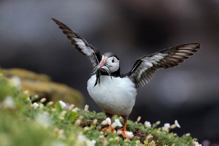 Puffin With Sand Eels