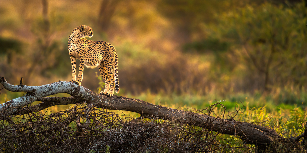 A cheetah standing on the dry tree à Hung Tsui