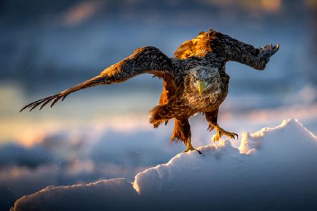A Sea eagle on drift ice