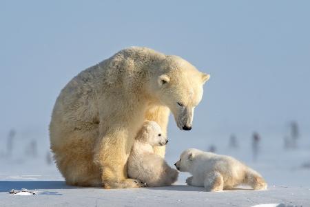 Naughty  polar bear cub