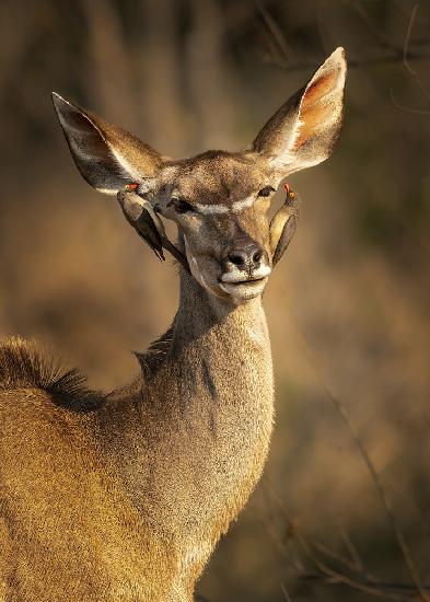 Deer and little bird