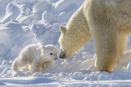 playful polar bear cub
