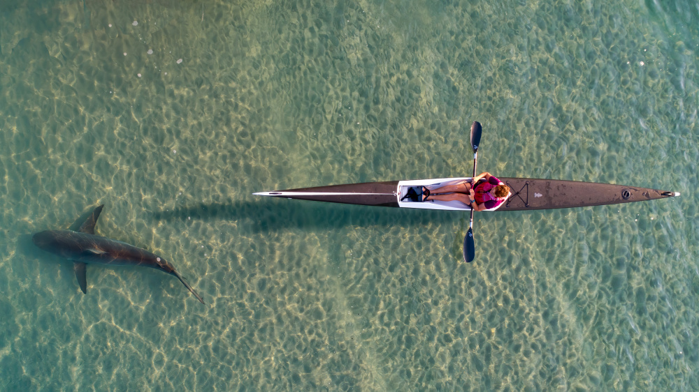 shark kayaking à Ido Meirovich