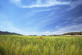 landscape with red poppis