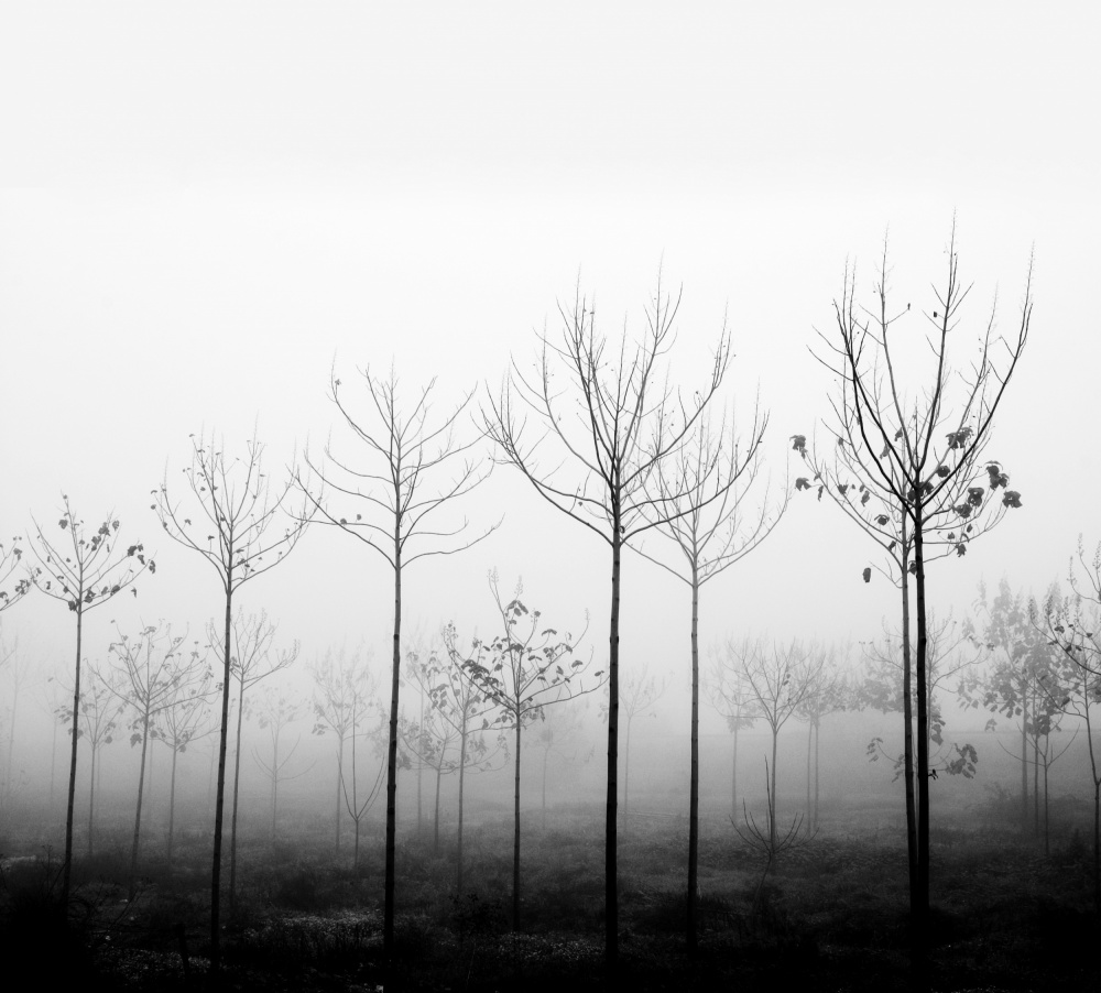 foggy day à Ilan Amihai