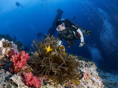 Anemone and a diver