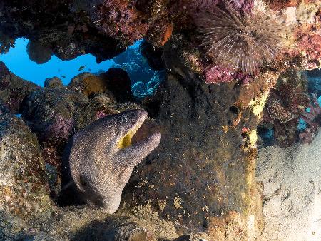 Yellow Mouth Moray Eel