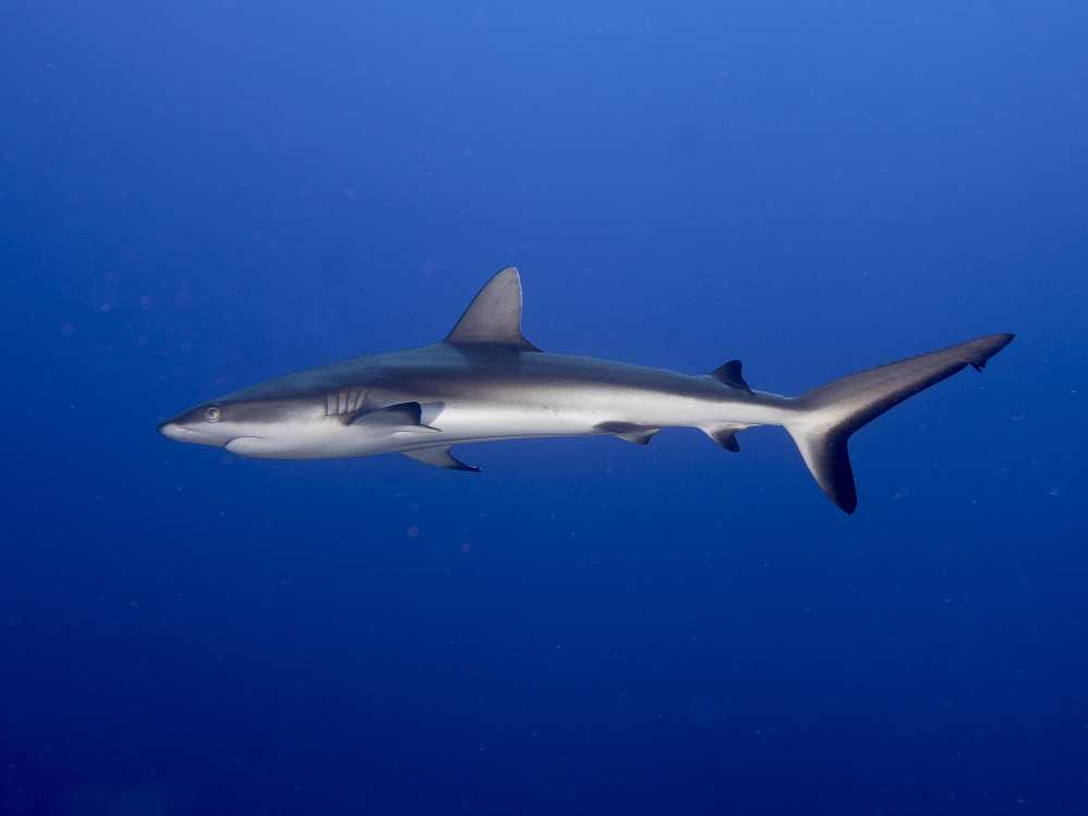 Juvenile  Grey Reef Shark (Carcharhinus amblyrhynchos) à Ilan Ben Tov