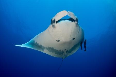 Manta Ray and Remoras