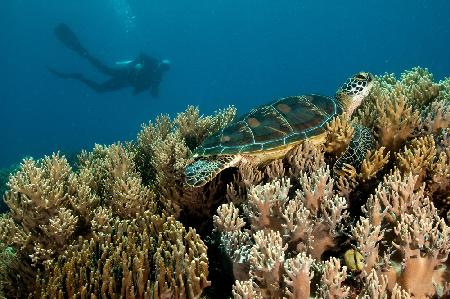 Sea Turtle and a diver