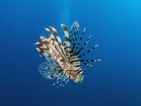 Lionfish