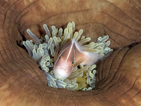 Skunk Anemonefish