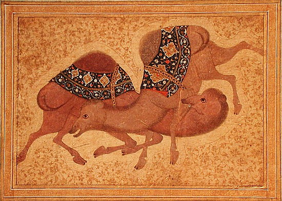 Two Camels Fighting à École indienne