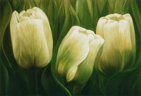 tulipes