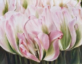 tulipes