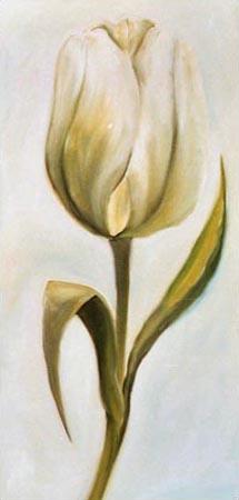 tulipe blanche 3