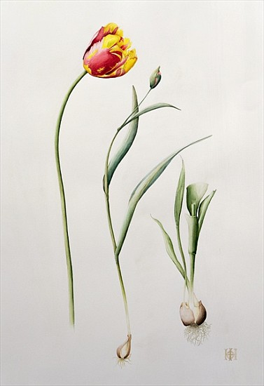 Parrot Tulip, 1995 (w/c)  à Iona  Hordern