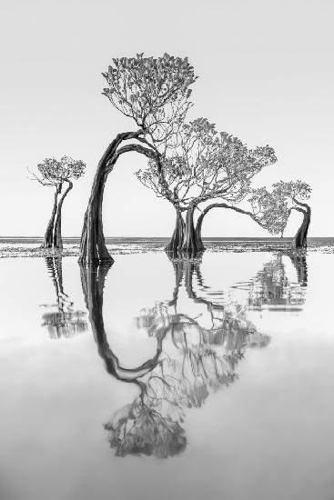 Dancing Trees