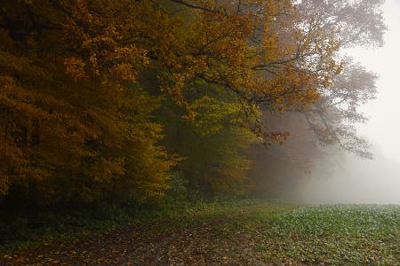 fog on the field