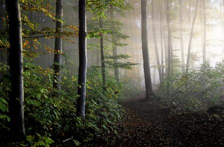 late summer forest