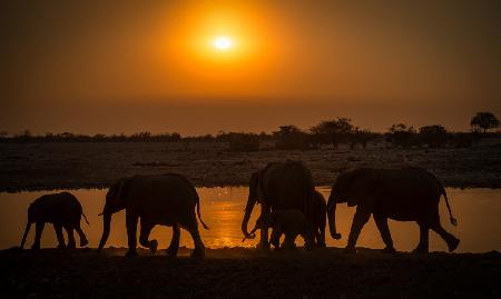 elephant group