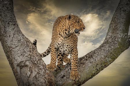 Leopard  on tree