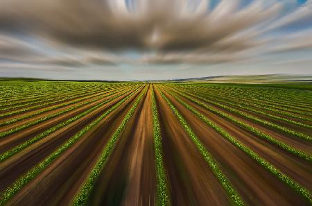 Grapes field