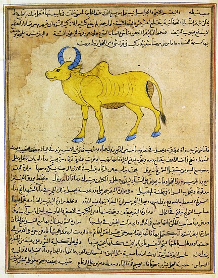 Ms E-7 fol.181b Zebu, illustration from ''The Wonders of the Creation and the Curiosities of Existen à École islamique