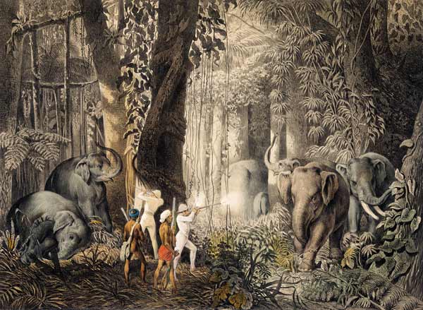 Avec la chasse d'éléphant. à István Nagy