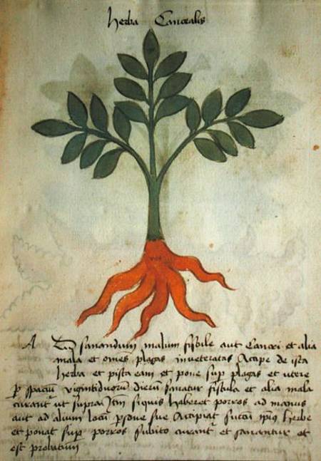 Ms 320 M fol.14r Herba Cancealis, from 'Liber Herbarius una cum rationibus conficiendi medicamenta' à École picturale italienne