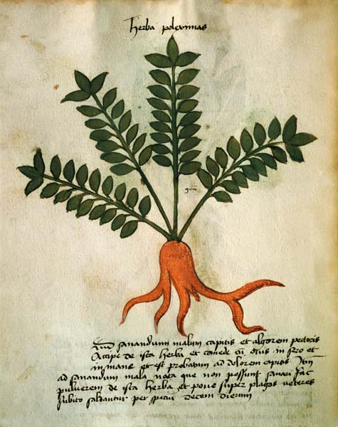 Ms 320 M Fol.31 Herba Poleximas, from 'Liber Herbarius una cum rationibus conficiendi medicamenta' b à École picturale italienne