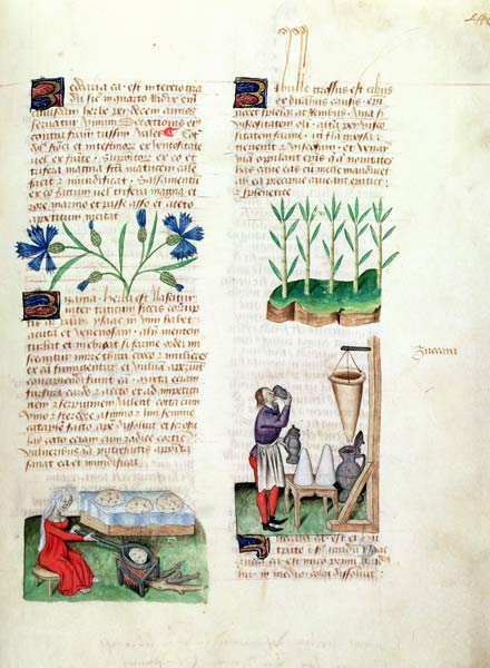 Ms Lat 993 L.9.28 Fol.142r Cornflowers, making pancakes, sugar cane and making sugar syrup, from 'Tr à École italienne (15ème siècle)