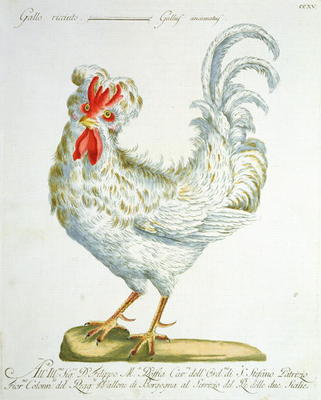 Curly-Haired Cockerel, c.1767-76 (hand coloured engraving) à École italienne (18ème siècle)