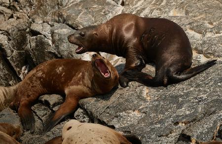 Pacific eared seals