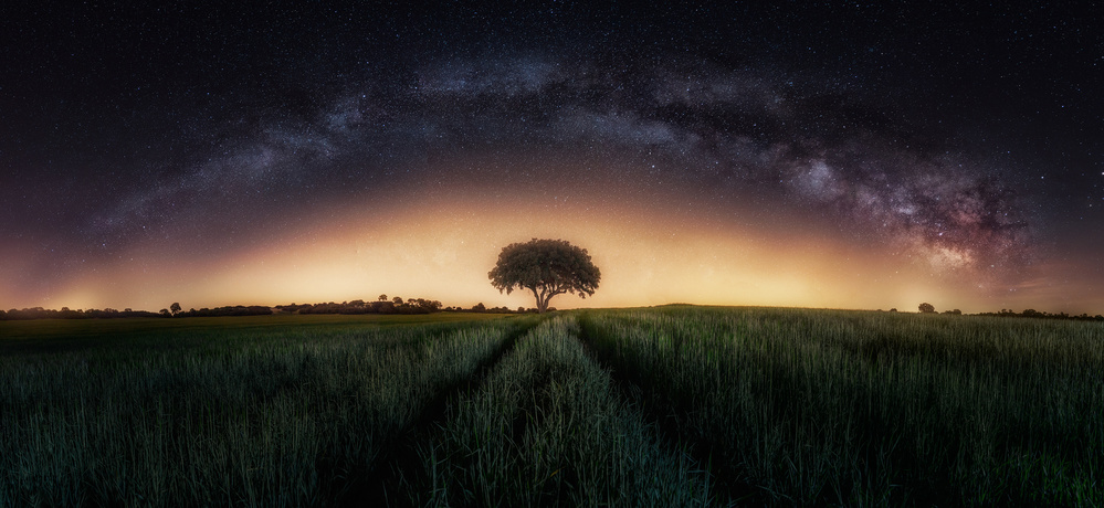 Milky way over lonely tree à Iván Ferrero
