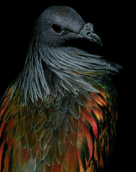 Nicobar Pigeon