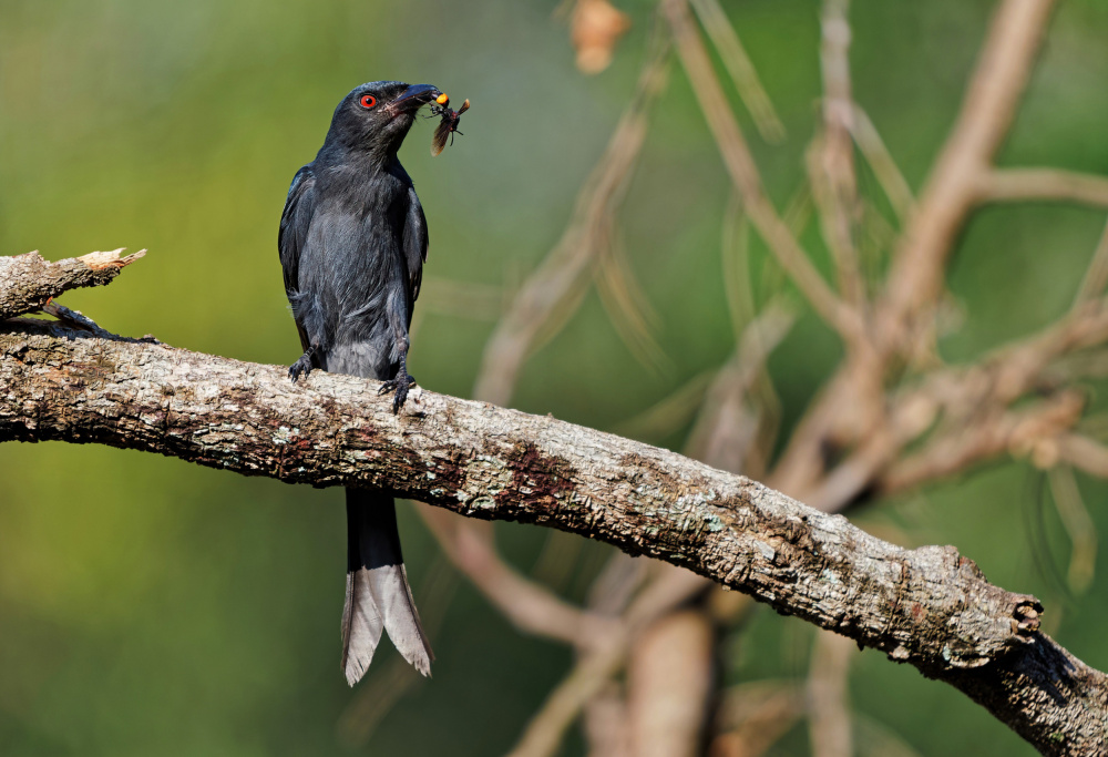 Ashy drongo with prey à Ivan Miksik