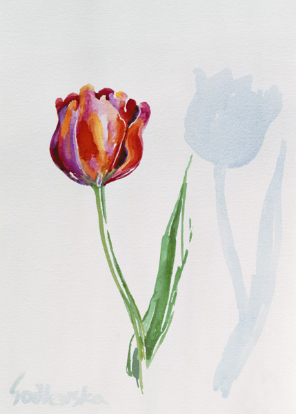 Tulip, 1998 (w/c on paper) (see also 124446 & 124447)  à Izabella  Godlewska de Aranda