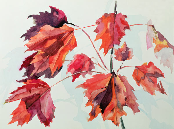 No.24 Autumn Maple Leaves (w/c)  à Izabella  Godlewska de Aranda