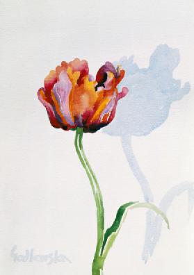 Tulipán, 1998 (w/c on paper) (see also 124446 & 124448) 