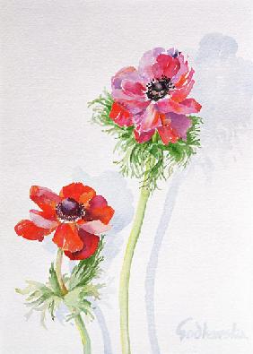 Anemone, 1998 (w/c on paper) (see 124451) 