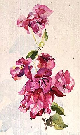 No.3 Bougainvillea diagenta (w/c) 