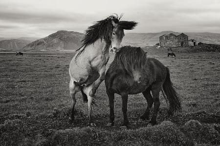 Wild horses