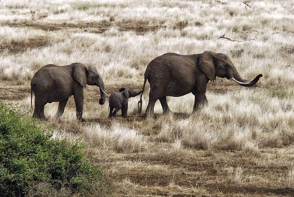 Elephant Family, Tanzania à Izonevision/Robert D Abramson